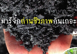 มารู้จักถ่านชีวภาพกันเถอะ พารามิเตอร์รูปภาพ 1